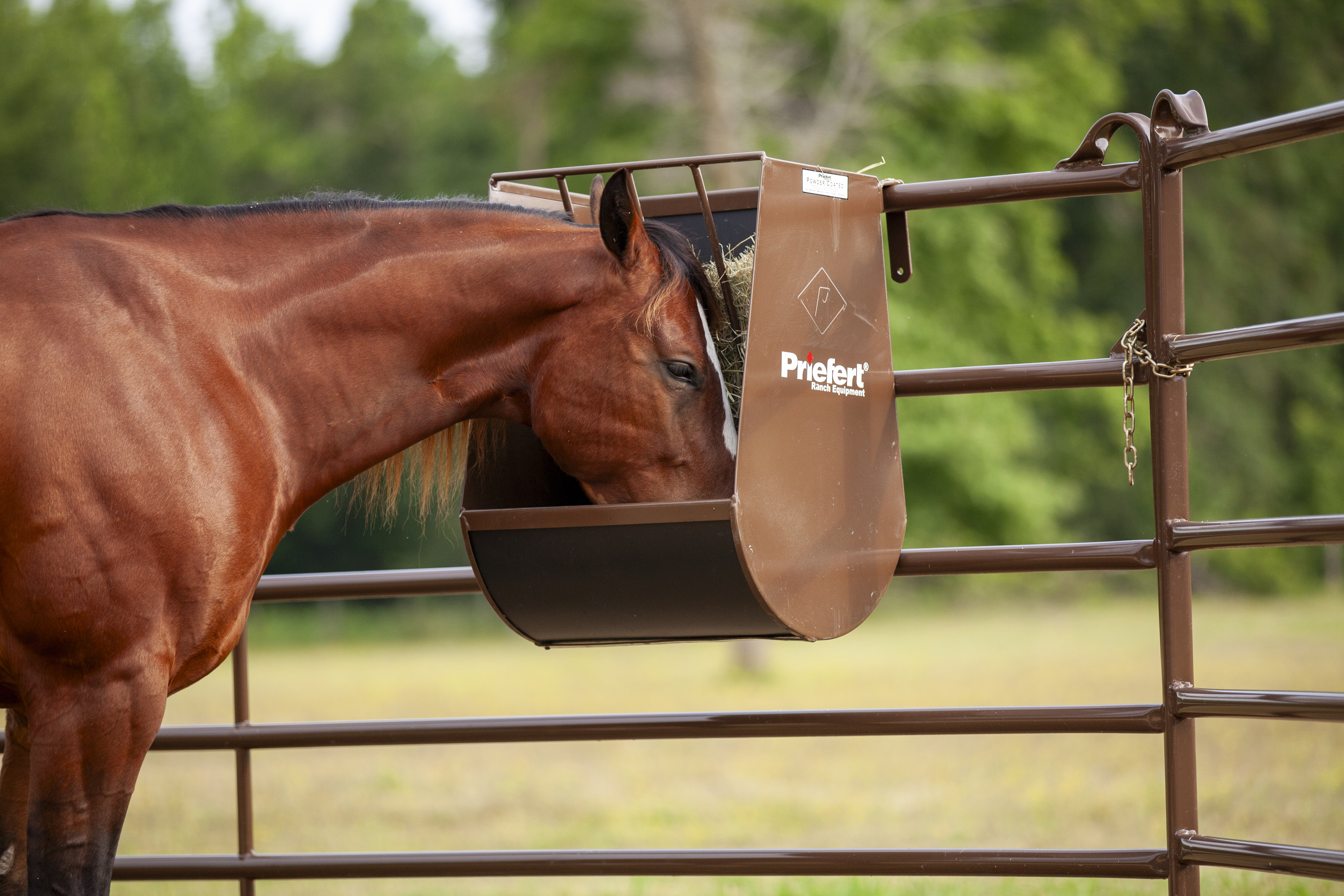 Horse using Priefert equine equipment