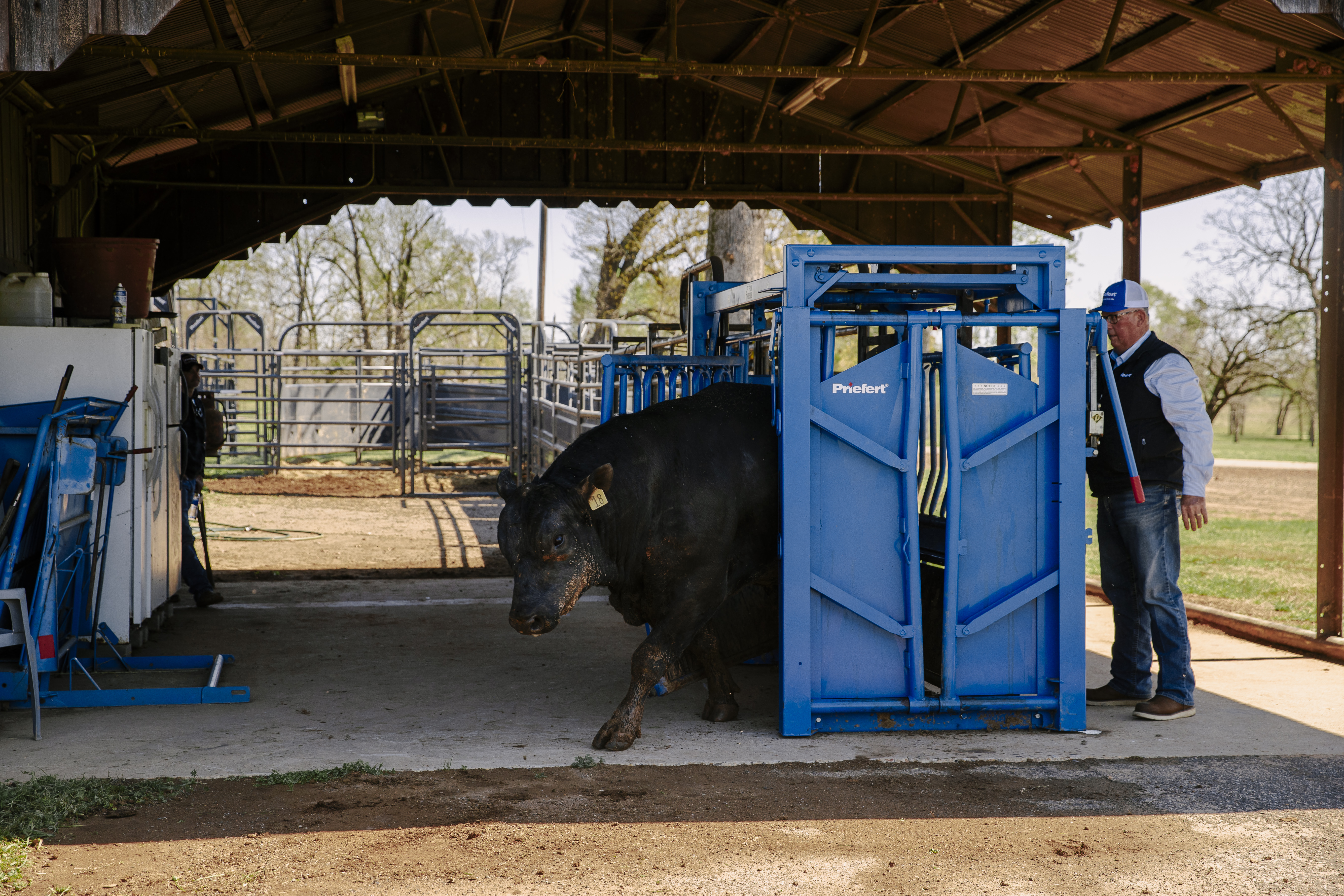 Priefert squeeze chute being used on a working ranch