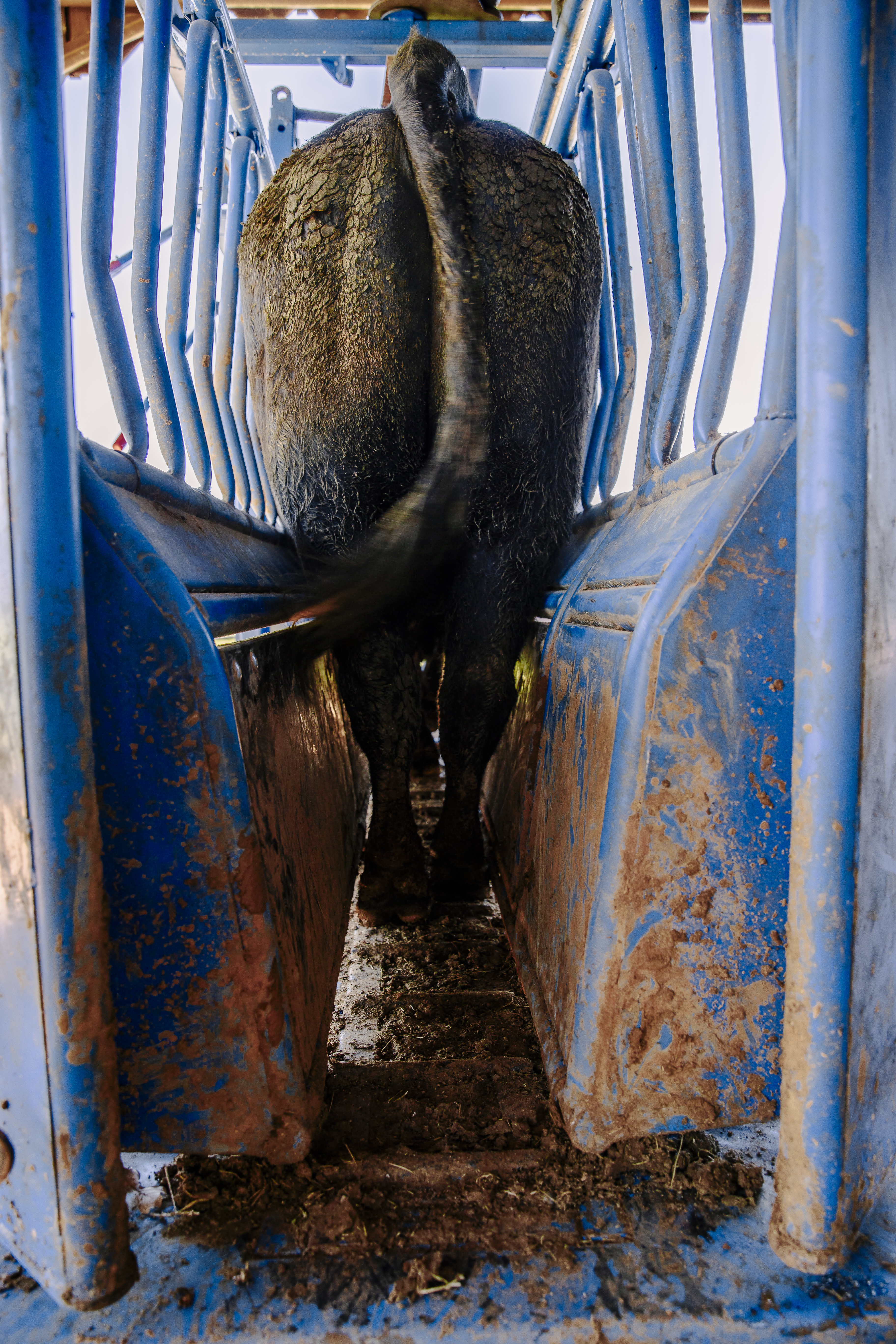 Squeeze Chute – Model SC25