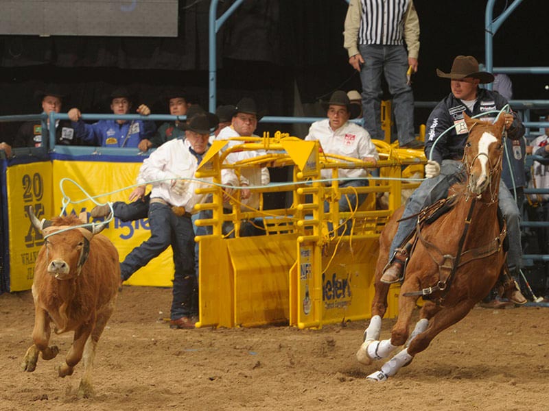 Competition Roping Chute